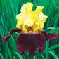 Twice as Nice Reblooming Iris Collection