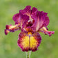 Twice as Nice Reblooming Iris Collection