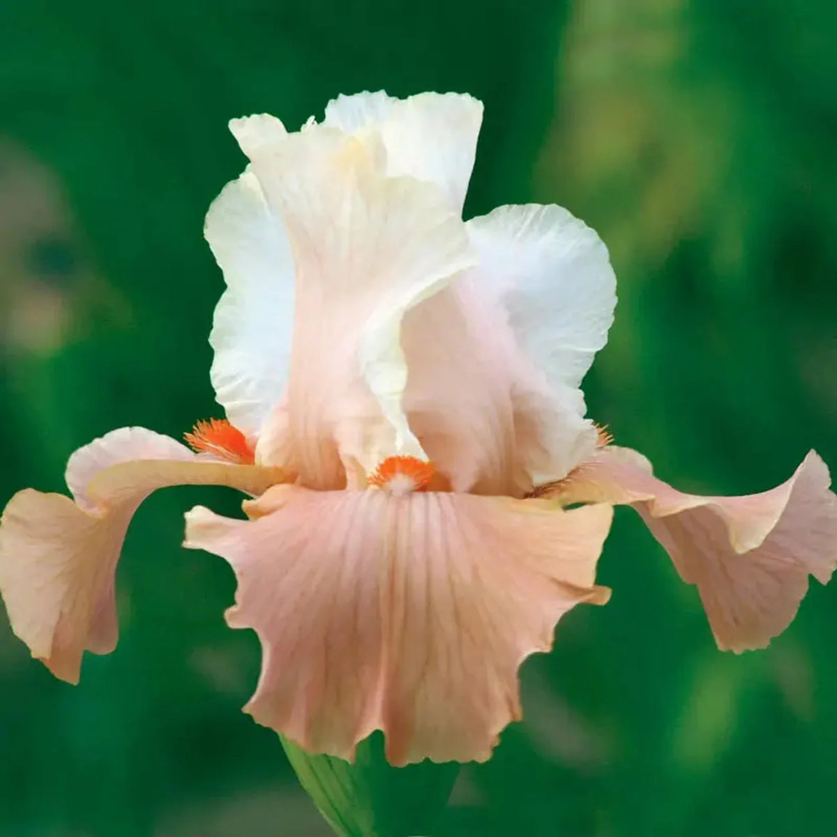 Twice as Nice Reblooming Iris Collection