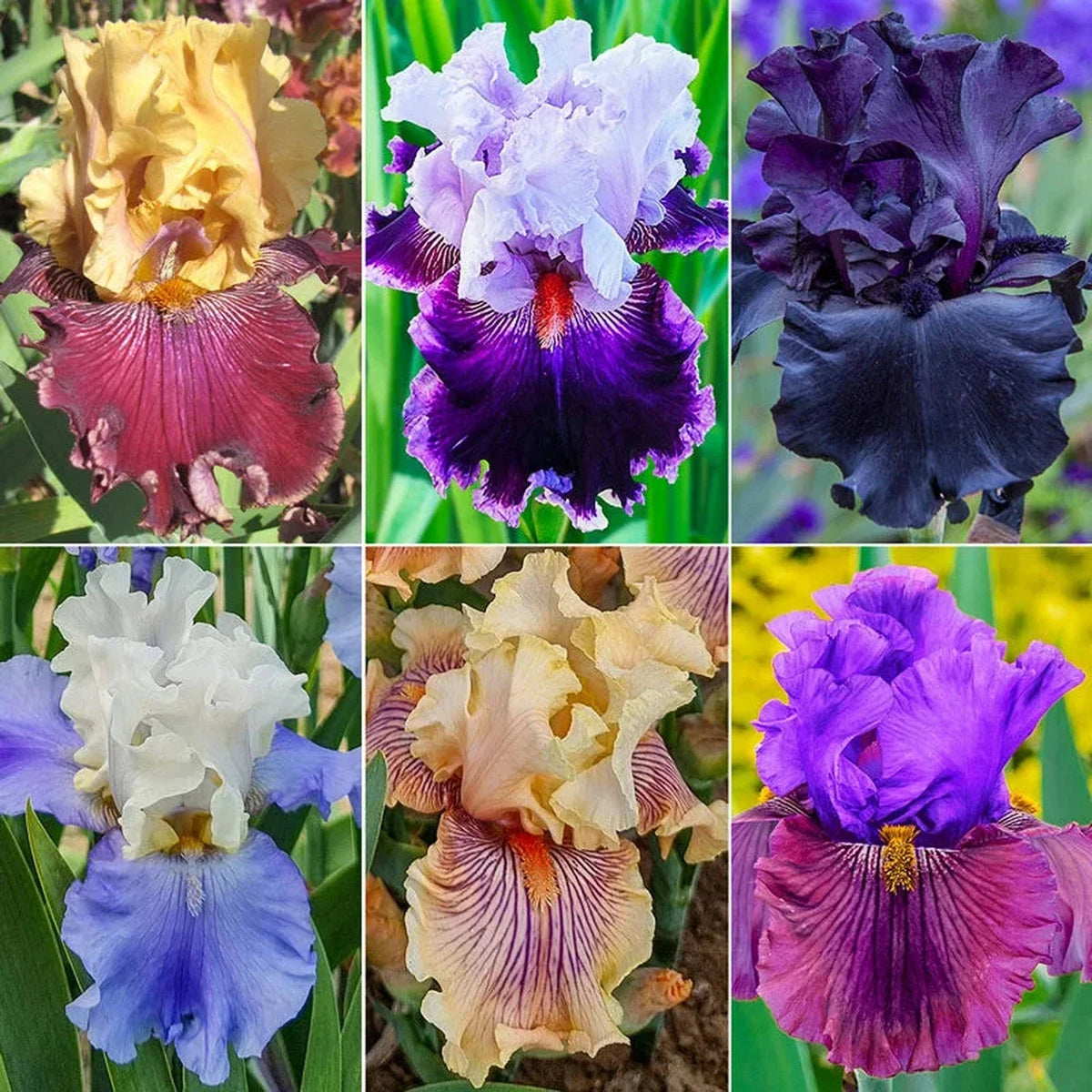 Showtime Bearded Iris Collection