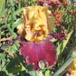 Showtime Bearded Iris Collection