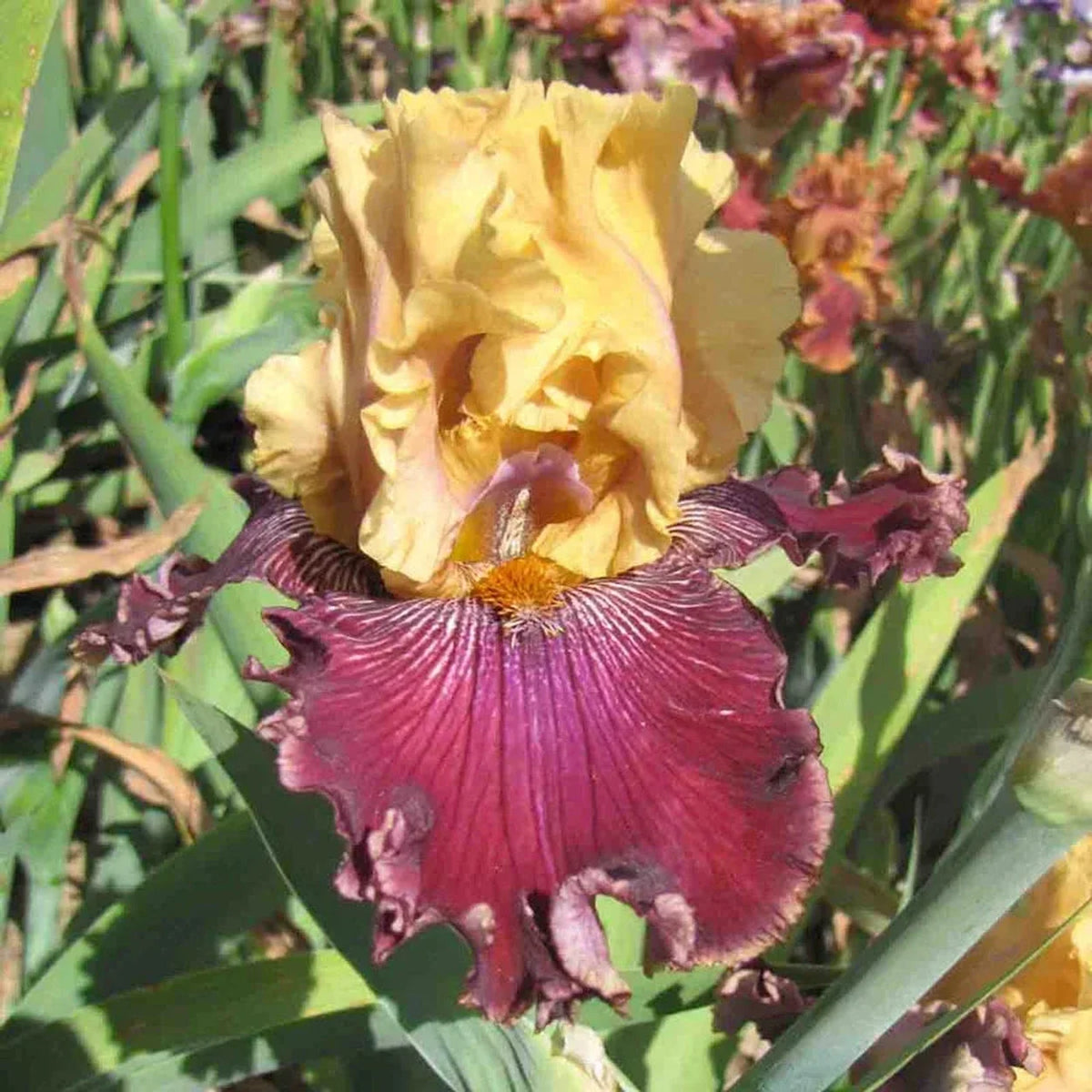 Showtime Bearded Iris Collection