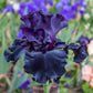 Showtime Bearded Iris Collection