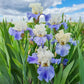 Showtime Bearded Iris Collection