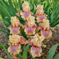 Showtime Bearded Iris Collection