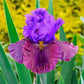 Showtime Bearded Iris Collection