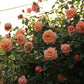 Barock Rose Seedlings Flower Seeds Perennial Growing Bonsai Corms Tubers Potted Planting Reblooming Fragrant Garden Roots Rhizomes Species Blooms Plant Bulbs Gardening Tree