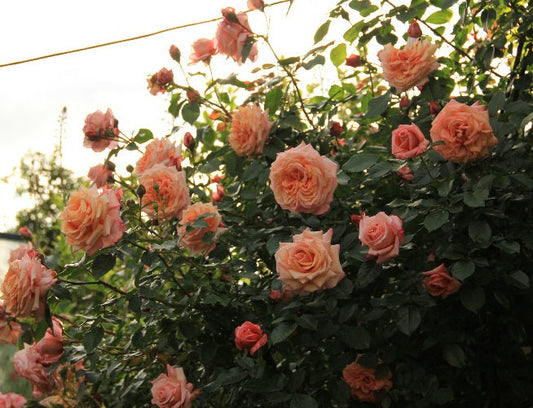 Barock Rose Seedlings Flower Seeds Perennial Growing Bonsai Corms Tubers Potted Planting Reblooming Fragrant Garden Roots Rhizomes Species Blooms Plant Bulbs Gardening Tree