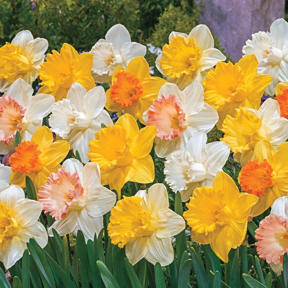 Giant Trumpet Daffodils For Naturalizing