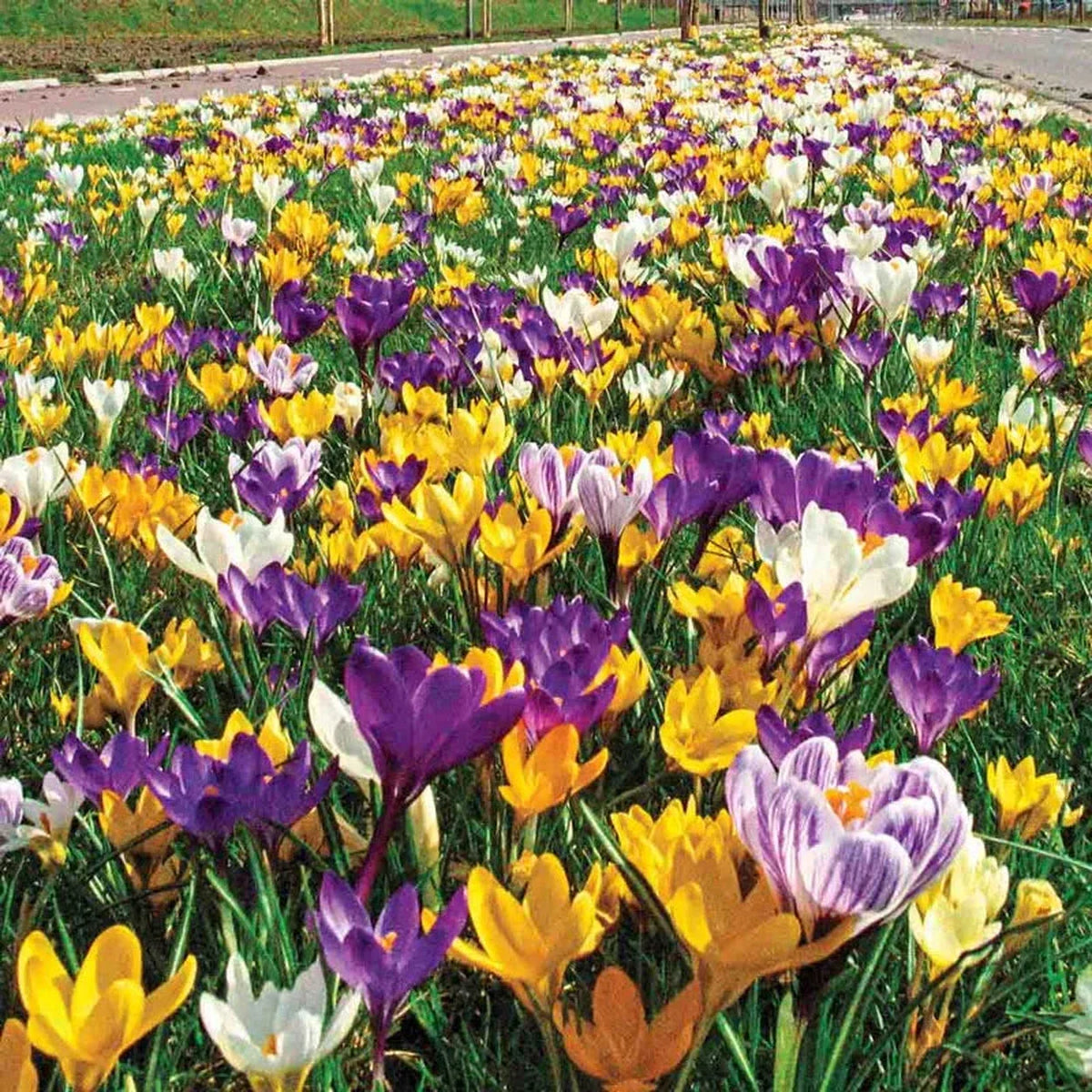 2 Months Of Flowering Crocus