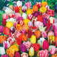 2 Months Of Spring Carnival Tulip Mixture