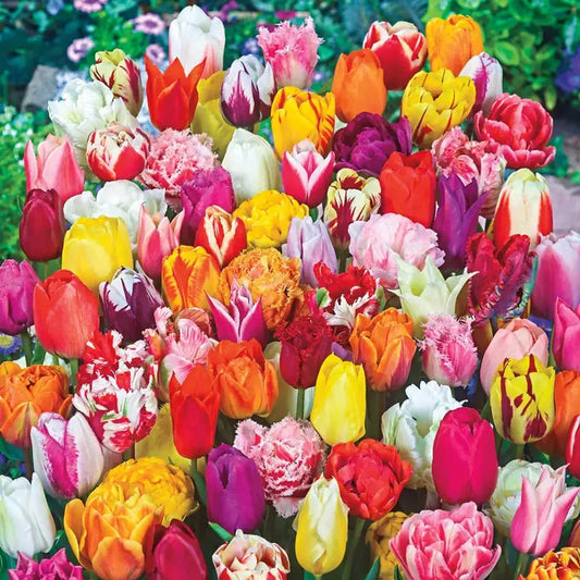 2 Months Of Spring Carnival Tulip Mixture