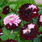Daria in Love Dahlia