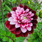 Daria in Love Dahlia