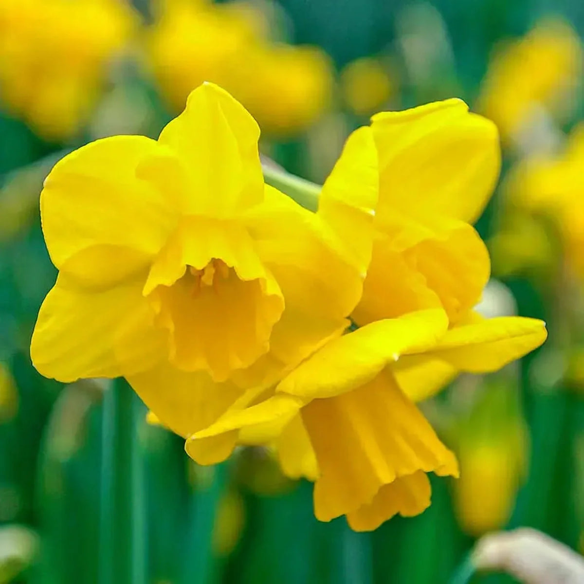 Quail Daffodil