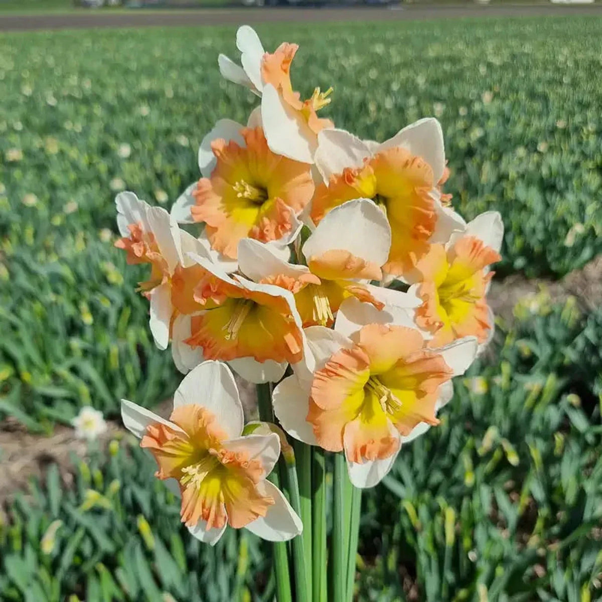 Drama Queen Daffodil
