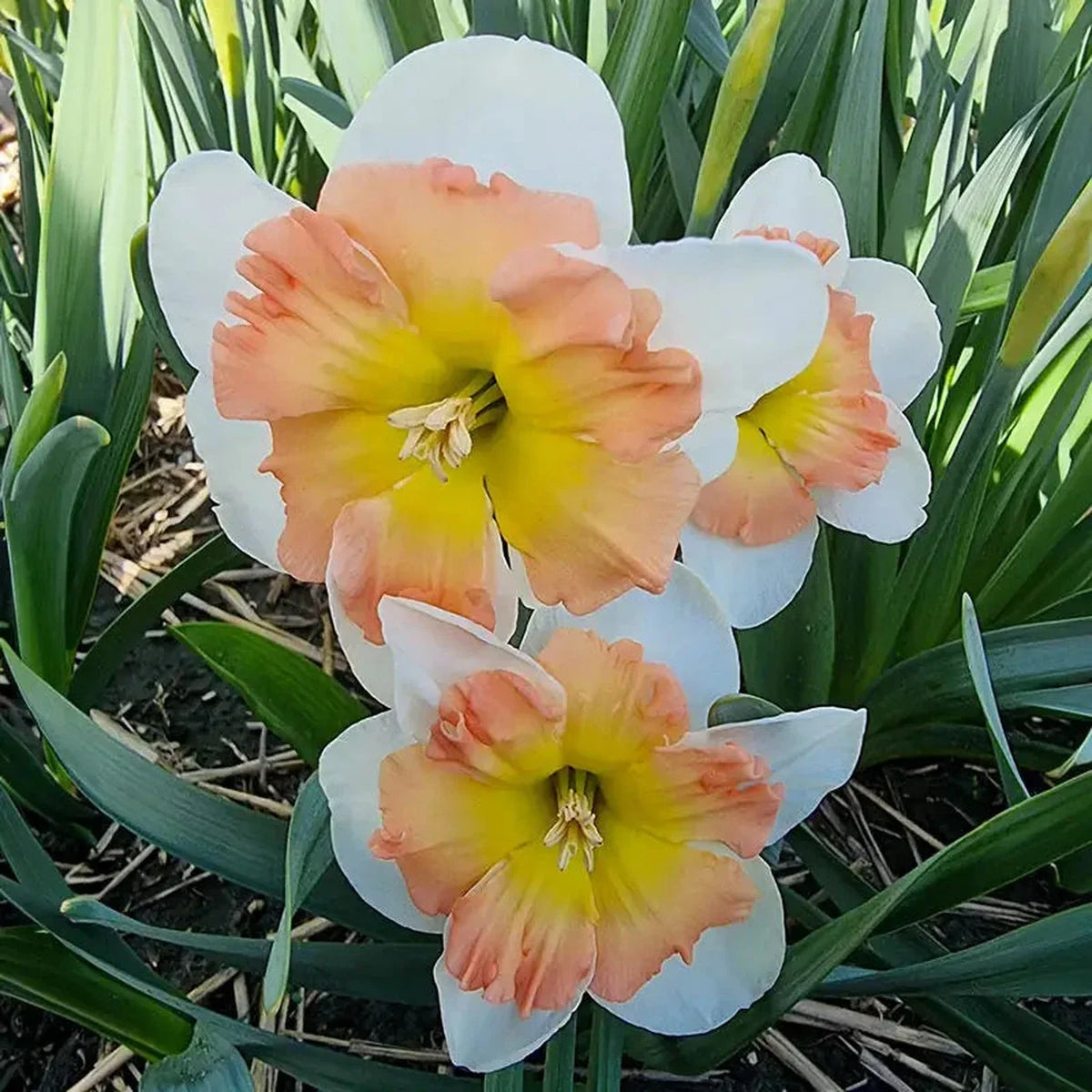 Drama Queen Daffodil
