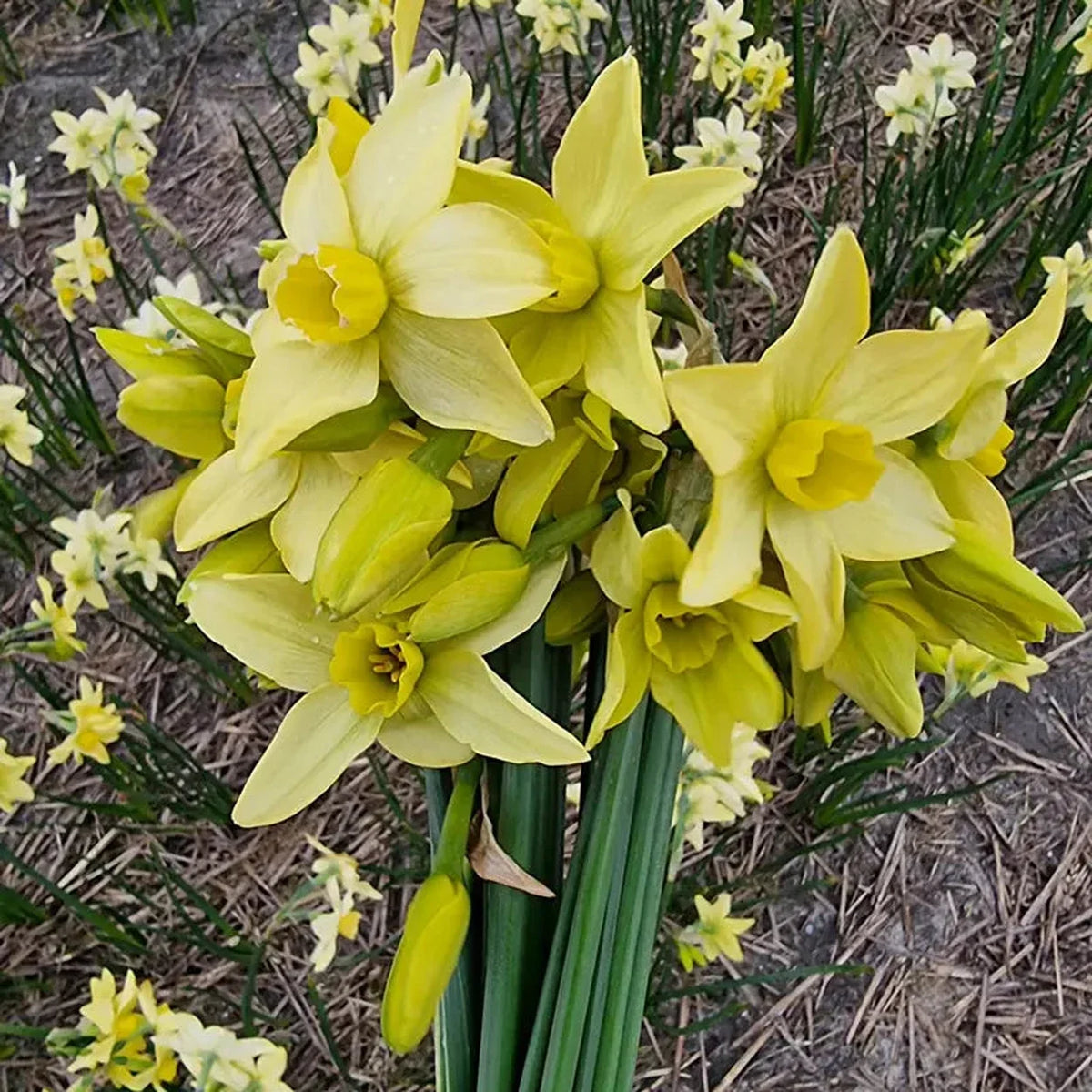 Pacific Hunter Daffodil