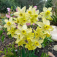 Pacific Hunter Daffodil