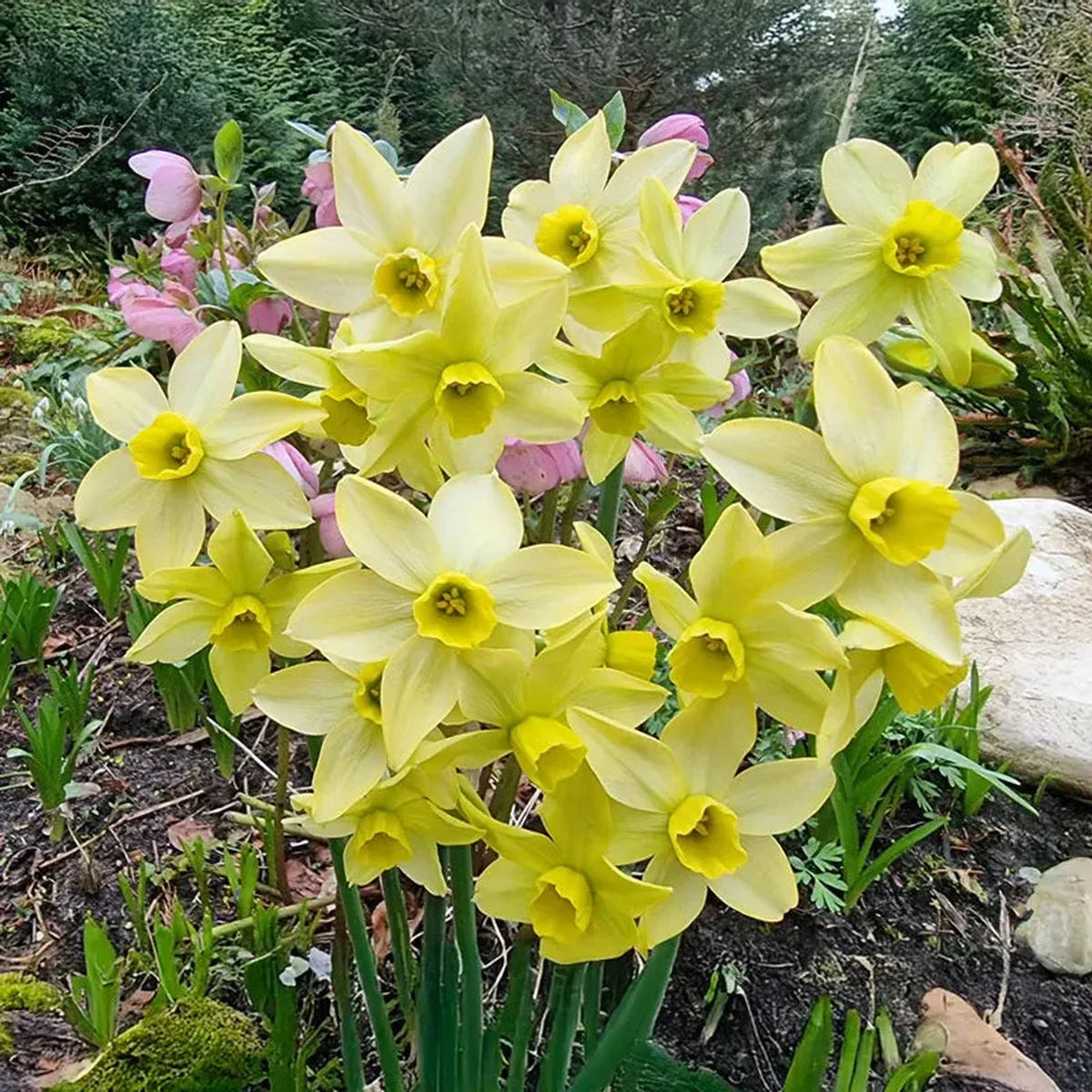 Pacific Hunter Daffodil