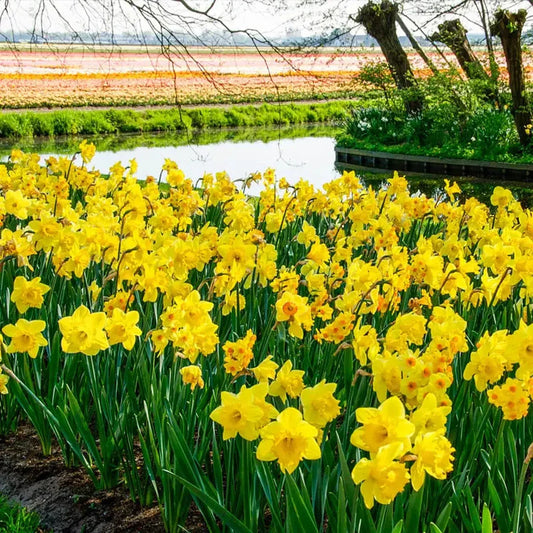 3 Months of Yellow Daffodils