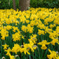 Giant Yellow Jonquils for Naturalizing