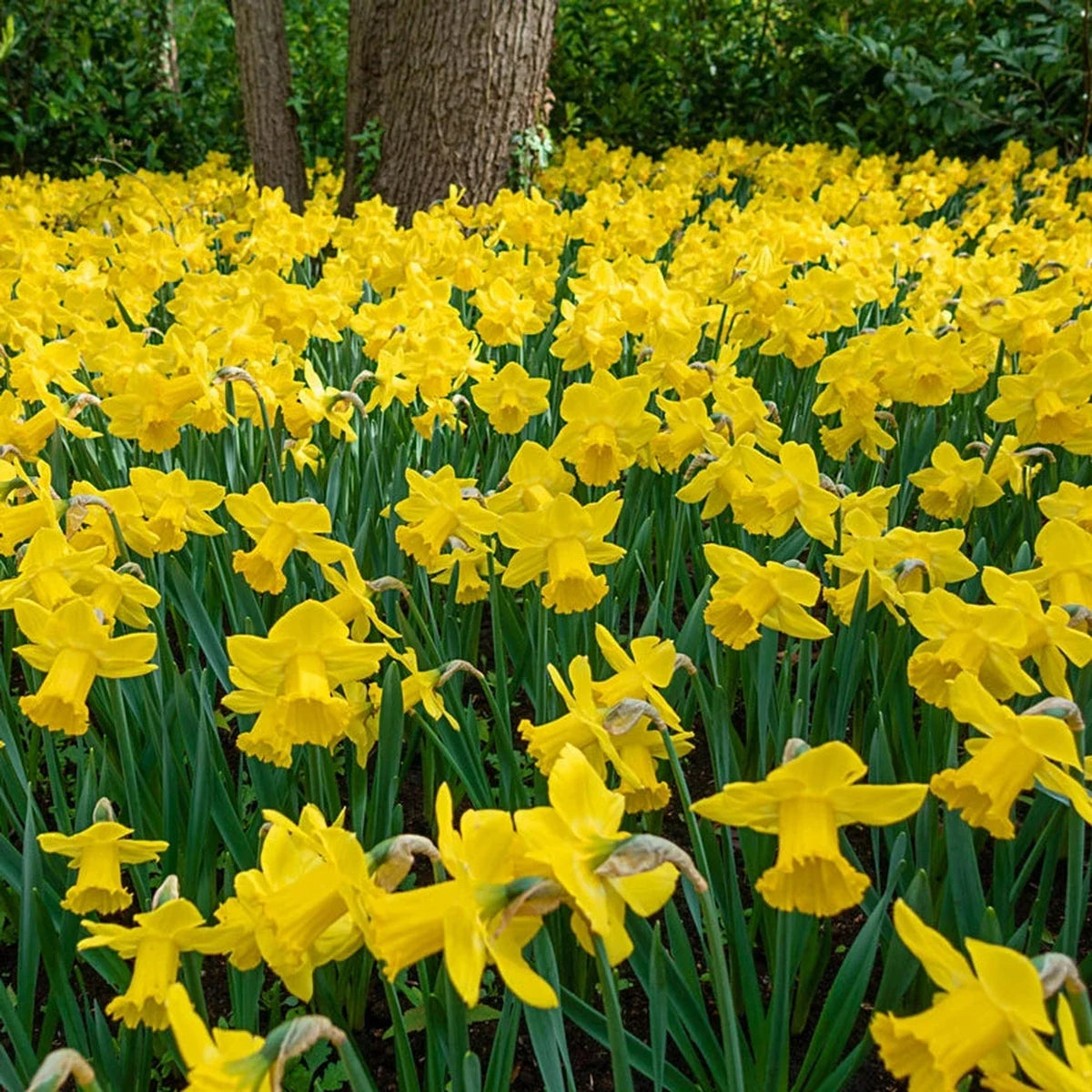 Giant Yellow Jonquils for Naturalizing