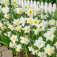 White Daffodil Mixture