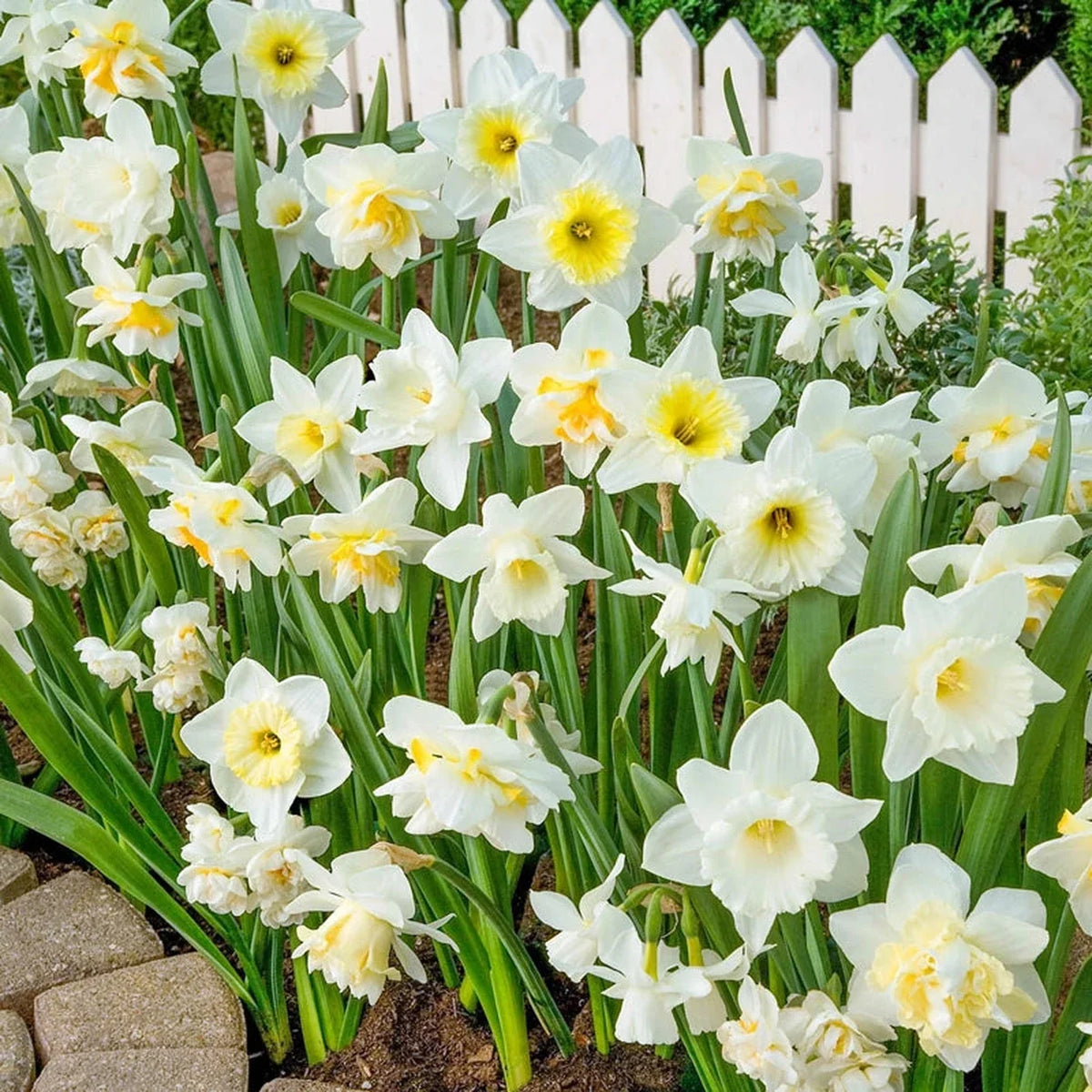 White Daffodil Mixture