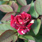 Red White Rose Seedlings Flower Seeds Perennial Growing Bonsai Corms Tubers Potted Planting Reblooming Fragrant Garden Roots Rhizomes Species Blooms Plant Bulbs Gardening Tree