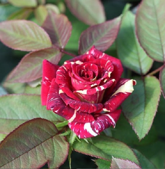 Red White Rose Seedlings Flower Seeds Perennial Growing Bonsai Corms Tubers Potted Planting Reblooming Fragrant Garden Roots Rhizomes Species Blooms Plant Bulbs Gardening Tree