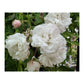 White Climbing Rose Seedlings Flower Seeds Perennial Growing Bonsai Corms Tubers Potted Planting Reblooming Fragrant Garden Roots Rhizomes Species Blooms Plant Bulbs Gardening Tree