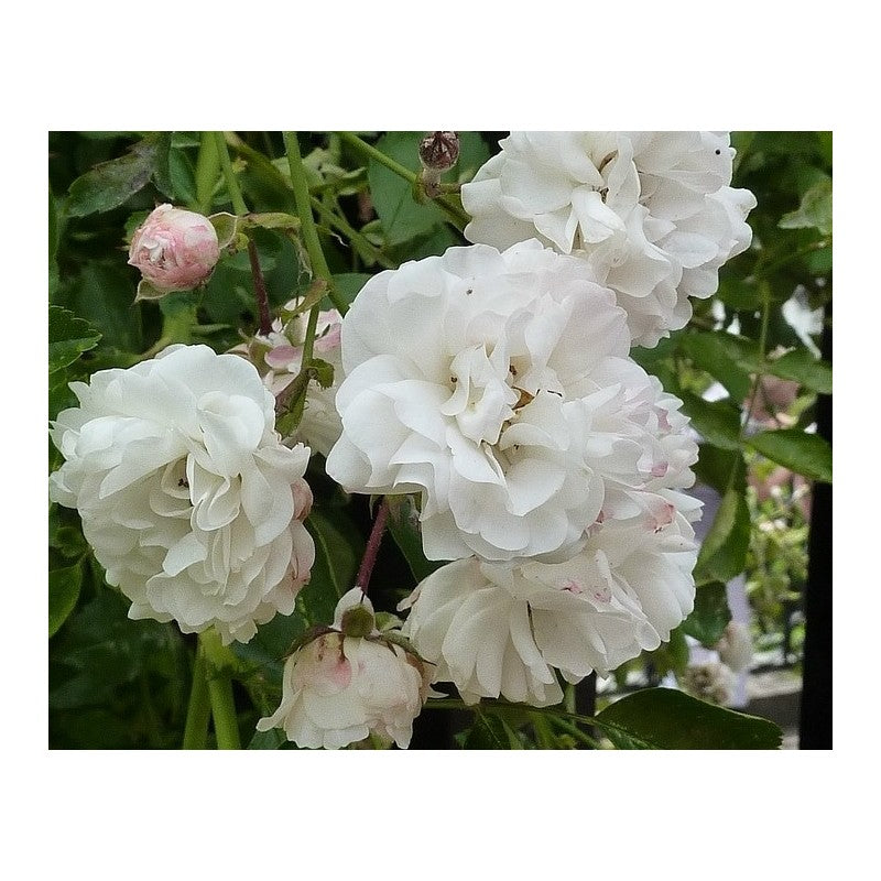 White Climbing Rose Seedlings Flower Seeds Perennial Growing Bonsai Corms Tubers Potted Planting Reblooming Fragrant Garden Roots Rhizomes Species Blooms Plant Bulbs Gardening Tree