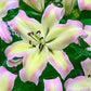 Spotlight Lily Tree Collection Lily Blooms Species Growing Bonsai Bulbs Roots Rhizomes Corms Tubers Potted Planting Reblooming Fragrant Garden Flower Seeds Plant