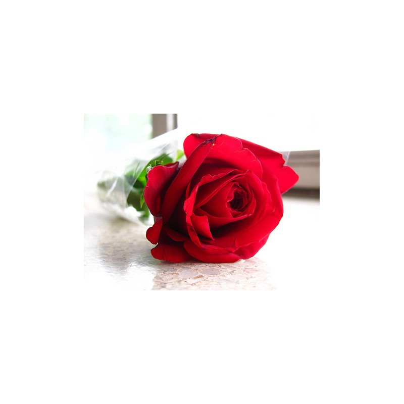 Red Rose Seedlings Flower Seeds Perennial Growing Bonsai Corms Tubers Potted Planting Reblooming Fragrant Garden Roots Rhizomes Species Blooms Plant Bulbs Gardening Tree
