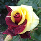 Rare Twin Red Yellow Rose Seeds