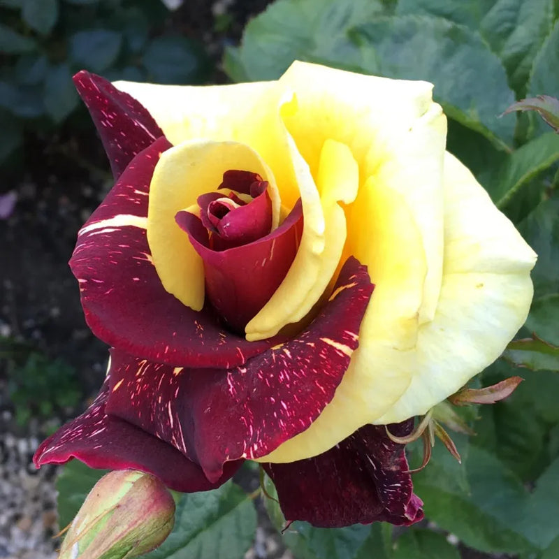 Rare Twin Red Yellow Rose Seeds