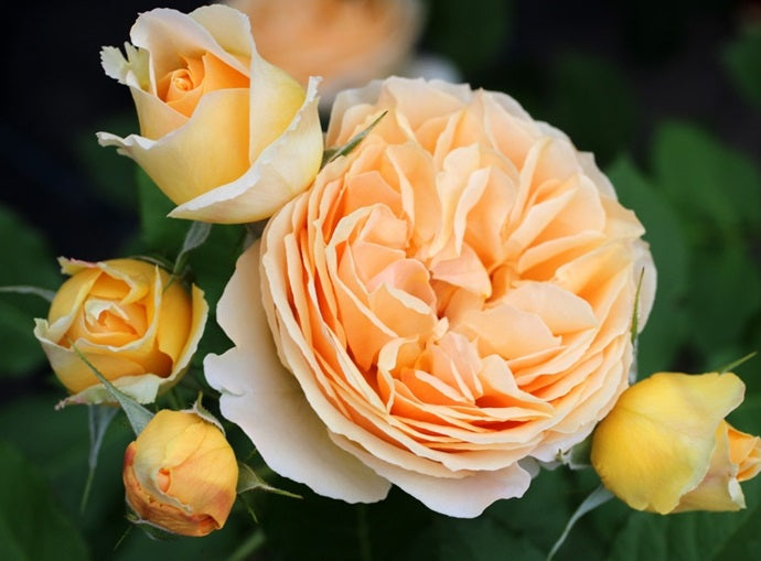 Dany Hahn Rose Seedlings Flower Seeds Perennial Growing Bonsai Corms Tubers Potted Planting Reblooming Fragrant Garden Roots Rhizomes Species Blooms Plant Bulbs Gardening Tree