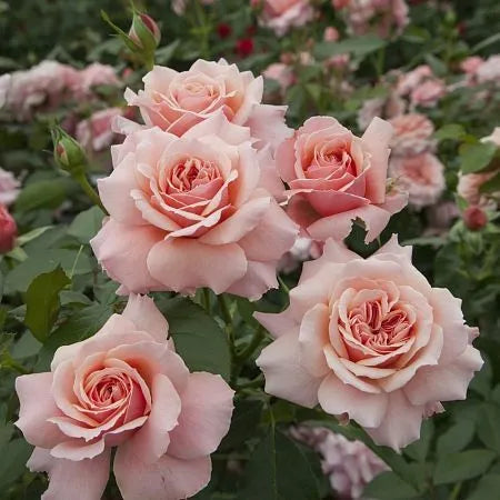 Botticelli Rose Seedlings Flower Seeds Perennial Growing Bonsai Corms Tubers Potted Planting Reblooming Fragrant Garden Roots Rhizomes Species Blooms Plant Bulbs Gardening Tree