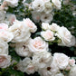 Aspirin Rose Seedlings Flower Seeds Perennial Growing Bonsai Corms Tubers Potted Planting Reblooming Fragrant Garden Roots Rhizomes Species Blooms Plant Bulbs Gardening Tree