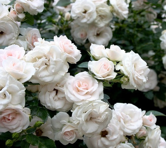 Aspirin Rose Seedlings Flower Seeds Perennial Growing Bonsai Corms Tubers Potted Planting Reblooming Fragrant Garden Roots Rhizomes Species Blooms Plant Bulbs Gardening Tree