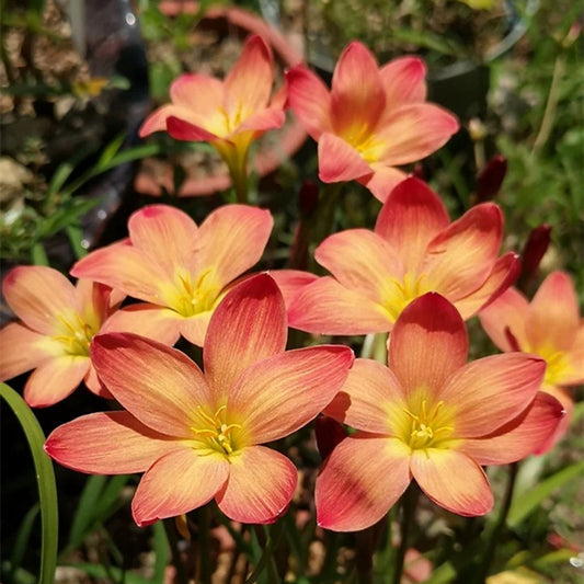 Rain lily bulbs for planting - rain lily live plant - zephyranthes bulbs - Suitable for gardens and flowerpots