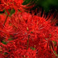 Talon Lycoris Spider Lilies Bulbs Radiata Hurricane Lily Cluster Amayllis Growing Bonsai Roots Rhizomes Corms Tubers Potted Planting Reblooming Fragrant Garden Species Blooms Flower Seeds Plant Gardening