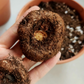 Park Seed Nonstop Mix Begonia Bulbs