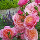 Redoute Rose Seedlings Flower Seeds Perennial Growing Bonsai Corms Tubers Potted Planting Reblooming Fragrant Garden Roots Rhizomes Species Blooms Plant Bulbs Gardening Tree