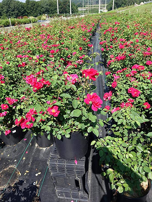 Blaze Climbing Rose Seedlings Flower Seeds Perennial Growing Bonsai Corms Tubers Potted Planting Reblooming Fragrant Garden Roots Rhizomes Species Blooms Plant Bulbs Gardening Tree