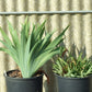 Easter Candy Bearded Iris Species Growing Bonsai Bulbs Roots Rhizomes Corms Tubers Potted Planting Reblooming Fragrant Garden Flower Seeds Plant