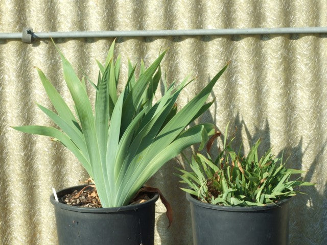 Solid-Colour Bearded Iris Collection Species Growing Bonsai Bulbs Roots Rhizomes Corms Tubers Potted Planting Reblooming Fragrant Garden Flower Seeds Plant