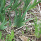 All-Season Bearded Iris Mixture Bearded Iris Species Growing Bonsai Bulbs Roots Rhizomes Corms Tubers Potted Planting Reblooming Fragrant Garden Flower Seeds Plant