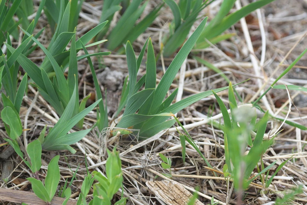 All-Season Bearded Iris Mixture Bearded Iris Species Growing Bonsai Bulbs Roots Rhizomes Corms Tubers Potted Planting Reblooming Fragrant Garden Flower Seeds Plant